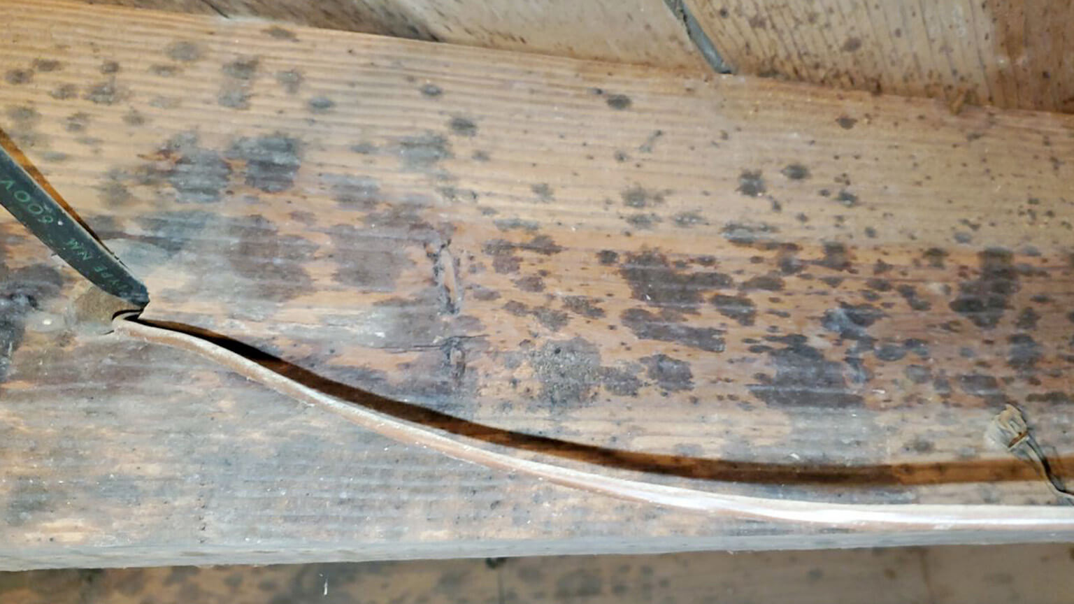 Basement Mold